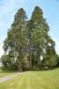 Sequoiadendron giganteum, Bergmammutbaum, 50–60 cm Produktbild-Vorschau 4