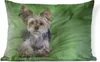 MuchoWow® Outdoor Kissen - Ein Yorkshire Terrier liegt auf Produktbild-Vorschau 1