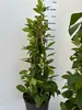 Trio cytrusów Amalfi ok. 70 cm - cytryna, pomarańcza Podgląd zdjęcia produktu 2