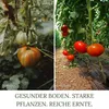 HaGaFe Rasenkalk, Gartenkalk, 2 x 15kg, Garten, Rasen, Produktbild-Vorschau 5