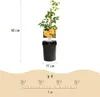 Green boutiQ - Trompetblume - Campsis radicans Flava - Produktbild-Vorschau 3