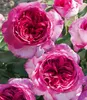 A close-up view of several pink and purple roses in bloom, with green leaves visible in the background. Produktbild-Vorschau