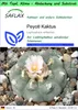 SAFLAX Garden to go - Peyotl Kaktus - Lophophora williamsii Produktbild-Vorschau 1