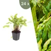 Planten van Frank | 24 Hirschzungenvarens | Asplenium Productafbeelding-voorbeeld 1