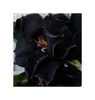 3x Adenium obesum Black Steel Wüstenros Garten Pflanzen - Produktbild-Vorschau 3