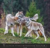 Wandkalender 2027: Wölfe – Beeindruckende Naturfotografie Produktbild-Vorschau 12