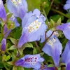 Bloomique - Zestaw 3 szt. - Mazus Reptans - Rośliny do Podgląd zdjęcia produktu 3