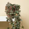 2x Ceropegia Woodii met Hanger P12 H20 Produktbild-Vorschau 2