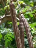 Moringa (Moringa oleifera)  - 10 semi Anteprima dell’immagine prodotto 3