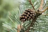 Pinus sylvestris, Waldkiefer, 40–60 cm Produktbild-Vorschau 7