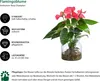 Dehner Waterplant Flamingoblume, Anthurium Rosa Champion, Produktbild-Vorschau 2