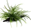 Aquarium Pflanze Microsorum pteropus 'Trident' auf Wurzel Produktbild-Vorschau 1