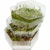 A stack of hexagonal clear plastic trays filled with sprouting plants, likely a multi-tiered seed sprouter. Produktbild-Vorschau