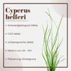 Aquarium Pflanze Cyperus helferi Wasserpflanzen Aquascaping Produktbild-Vorschau 2
