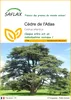 SAFLAX  - Cèdre de l'Atlas - 20 graines - Cedrus Voir les images du produit 1
