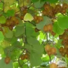 A close-up view of kiwis growing on a vine, surrounded by green leaves. Produktbild-Vorschau