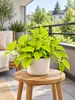 Efeutute Golden Pothos ca. 20 cm – Epipremnum aureum, Produktbild-Vorschau 1