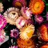 Strohblumen Gefüllte Mischung Samen - Helichrysum Produktbild-Vorschau 5