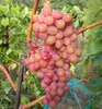 Tafeltraube ´DAŠUNJA´ 40-50 cm, Cont. 3 l Produktbild-Vorschau 2