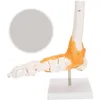 Anatomický model kostry v měřítku 1:1 v životní velikosti Náhled obrázku produktu 7