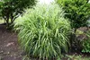 Stauden Gänge 1 x Miscanthus sinensis 'Zebrinus' im 1 Liter Produktbild-Vorschau 3