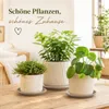 Pflanztopfuntersetzer Mira Taupe Ø 17cm - Frostsicher & Produktbild-Vorschau 4