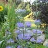 2 x Bartblume - Caryopteris clandonensis | 40-50 cm in Anteprima dell’immagine prodotto 2