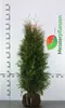 Lebensbaum Thuja Brabant 120-140 cm, 8x Heckenpflanze Produktbild-Vorschau 2