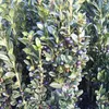 Ilex cren. 'Fastigiata' - Houx | 40-50 cm en pot Voir les images du produit 2