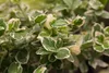 Euonymus fortunei 'Emerald Gaiety', Kriechspindel, Produktbild-Vorschau 4
