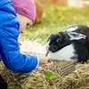 Bastoncini di fieno di fleolo 38 pezzi per piccoli animali, Anteprima dell’immagine prodotto 7