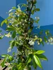 A climbing plant with white flowers against a blue wall. Náhled obrázku produktu