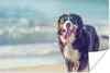 MuchoWow® Poster Ein Berner Sennenhund beim Spaziergang am Produktbild-Vorschau 1