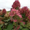 2 x  hortenzie  - Hydrangea paniculata 'Mega Mindy'  | Náhled obrázku produktu 2