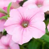 Bloomique - 6er-Mix - Großblütige Petunie - Farb-Mix - Produktbild-Vorschau 5