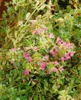 A close-up view of a flowering thyme plant. Produktbild-Vorschau