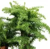 Bonsaï d'intérieur - Araucaria cunninghamii - Sapin Voir les images du produit 3