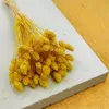 Phalaris Getrocknete - Kanariengras - Gelb Produktbild-Vorschau 2