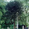 Araucaria araucana - jedle andská, opičí ocas | 30-40 v Náhled obrázku produktu 2