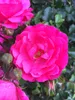 A close-up view of bright pink roses and buds. Produktbild-Vorschau