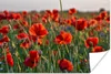 MuchoWow® Poster Blumen - Mohnblumen - Natur - Rot 180x120 Produktbild-Vorschau 2