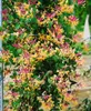 Lonicera caprifolium, Jelängerjelieber, 60–100 cm, duftend Produktbild-Vorschau 4