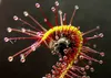 SAFLAX - Sonnentau - Drosera capensis - 200 Samen - Mit Produktbild-Vorschau 7