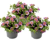 Zauberglöckchen : Mini-pétunias retombantes Calibrachoa, Voir les images du produit 1
