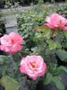 Edelrose - Rosa Arioso ® - Teehybride - Duftrose der Produktbild-Vorschau 3