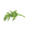 Click & Grow DILL PFLANZENSCHALEN, Essbare Pflanze, Dill, Produktbild-Vorschau 3