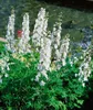 Delphinium Pacific 'Galahad', Rittersporn, weiß, ca. 11x11 Produktbild-Vorschau 2