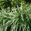 Carex morrowii 'Silver Sceptre', Japan-Segge, grün-weiß, 2 Produktbild-Vorschau 3