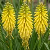 Stauden Gänge 1 x Kniphofia 'Lemon Popsicle' - Gelbe Produktbild-Vorschau 3