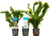 3er Set - Aquarium Pflanzen Echt - Aquarium Zubehör - Produktbild-Vorschau 1